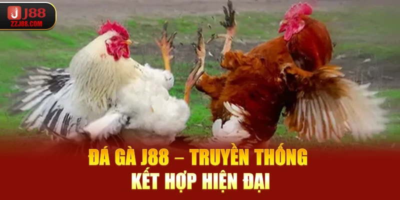 Đá gà J88