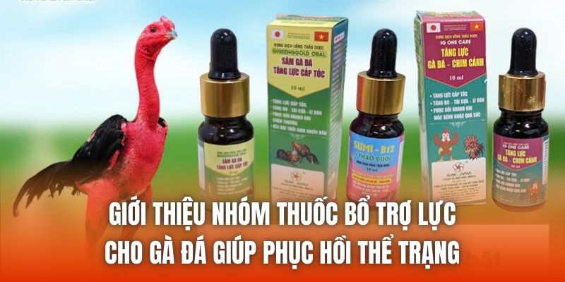 Giới thiệu nhóm thuốc bổ trợ lực cho gà đá giúp phục hồi thể trạng